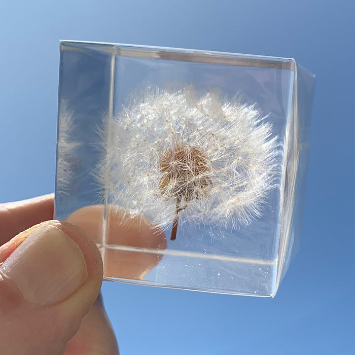 Botanical: Dandelion Cube