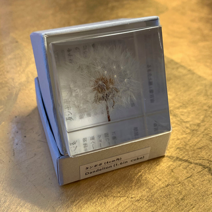 Botanical: Dandelion Cube