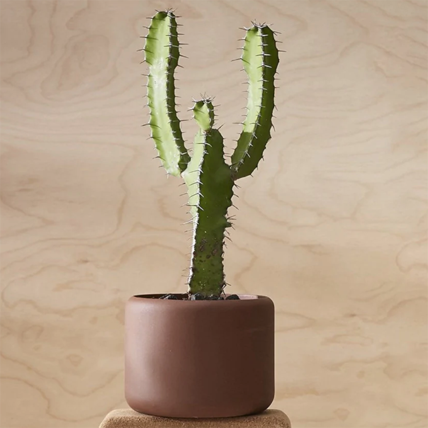 Home: Small Botany Plant Pot Dark Terracotta