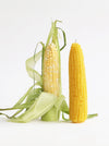 Candles shaped like two ears of fresh yellow corn on a white background, one still wrapped in pale green husks and one fully exposed.