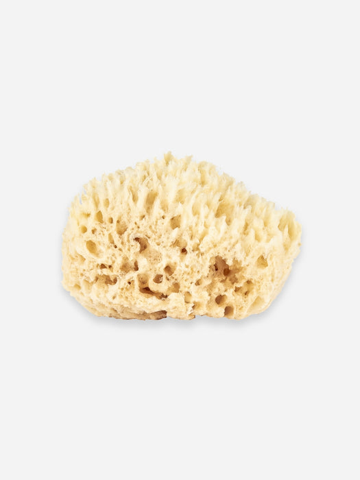 Natural Sea Sponge