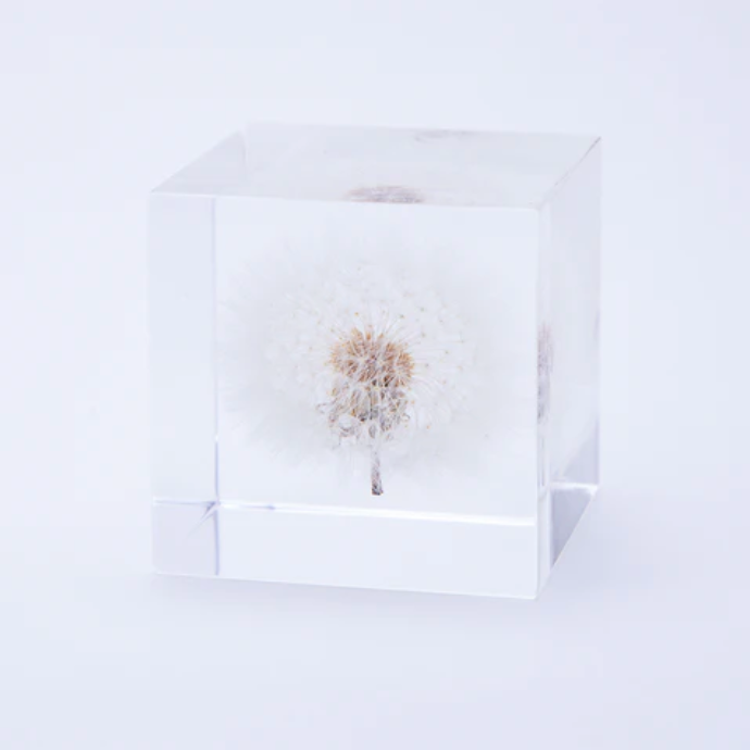 Botanical: Dandelion Cube