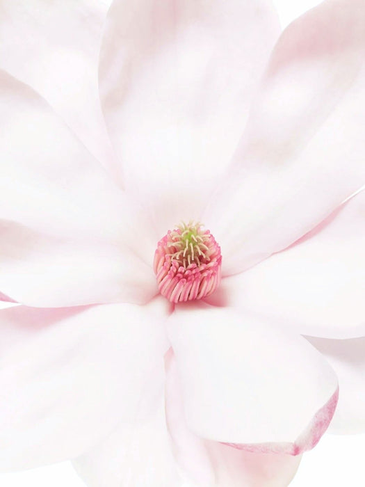 Magnolia-Eau-De-Parfum