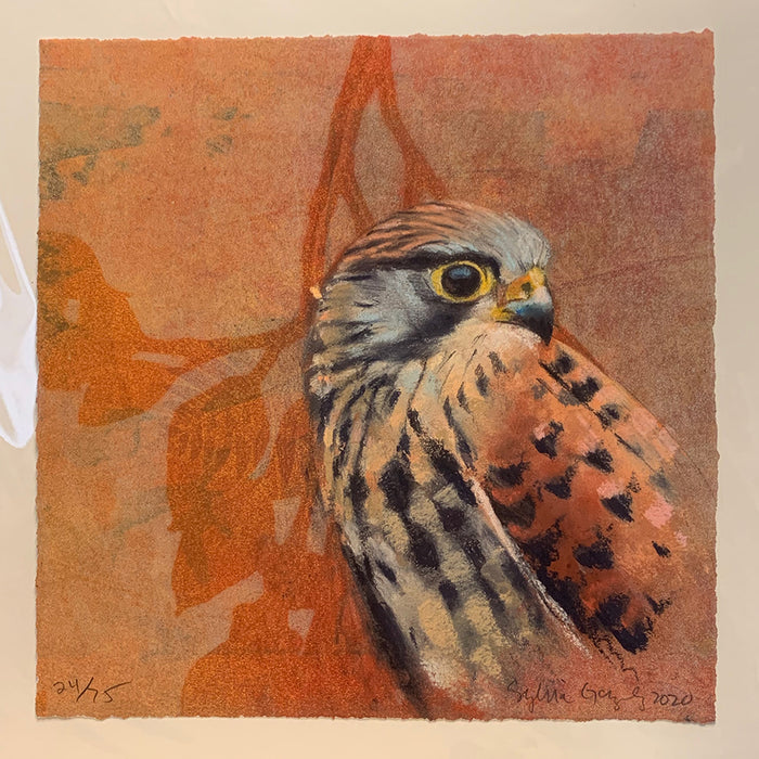 Art: Print Sylvia Gonzalez Kestrel Portrait