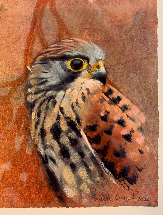 Art: Print Sylvia Gonzalez Kestrel Portrait