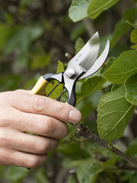 A close-up of a hand holding a pair of pruning shears with a yellow and black handle, cutting a branch with green leaves in a garden setting.