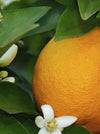 A close-up of a bright orange fruit nestled among green leaves and small white citrus flowers.