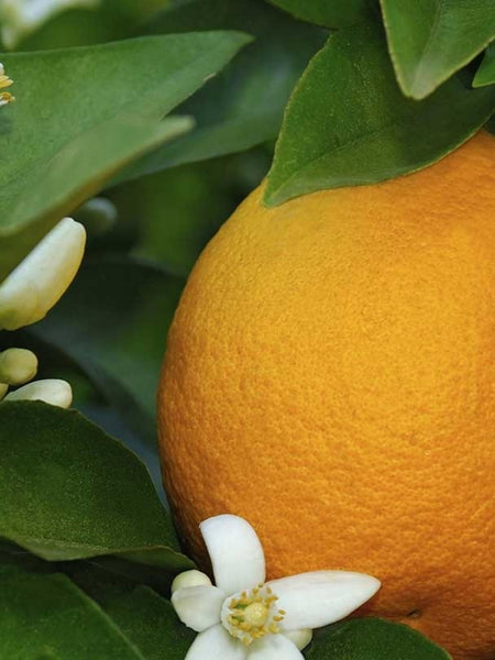 A close-up of a bright orange fruit nestled among green leaves and small white citrus flowers.