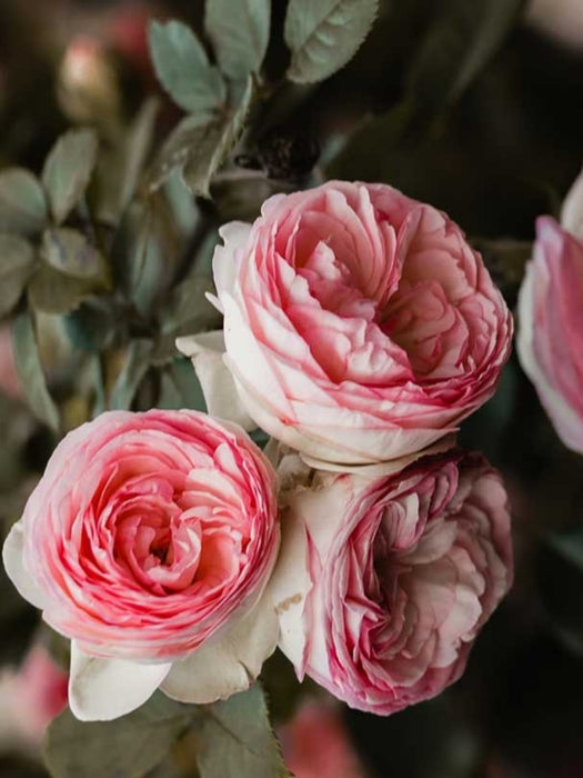 Three close-up pink-and-white roses with layered petals and dark green leaves on a soft blurred background.