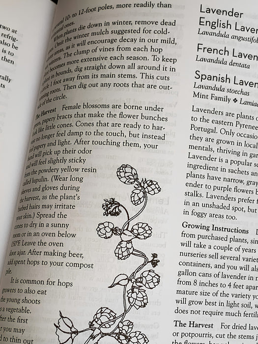 An open book showing printed text and a botanical line drawing of lavender plants on the left page, with headings for lavender varieties on the right page.