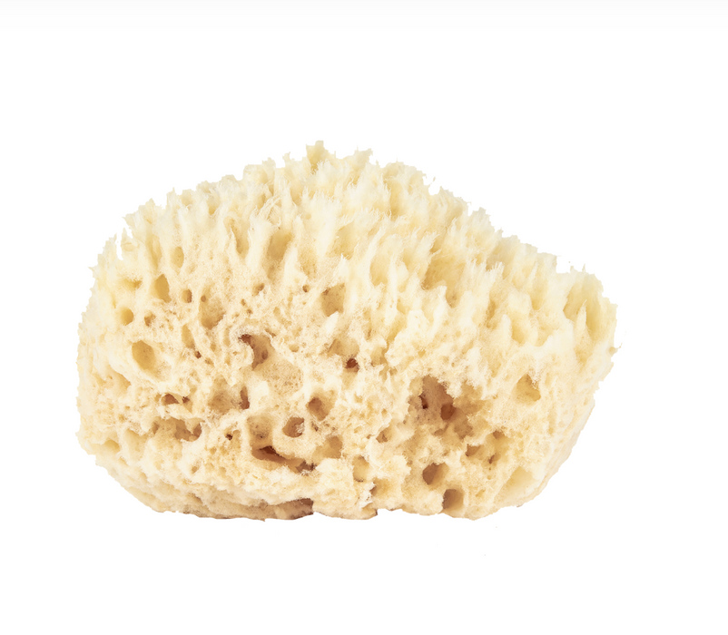 Natural Sea Sponge