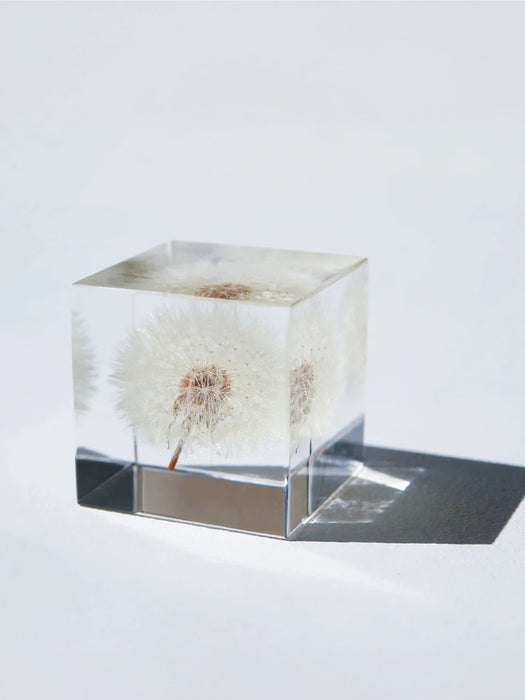 A clear acrylic cube containing a preserved dandelion, photographed on a clean white surface with a soft shadow cast to the right.