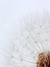 Macro close-up of a dandelion seed head with fine white seed puffs and a brown center against a soft white background.