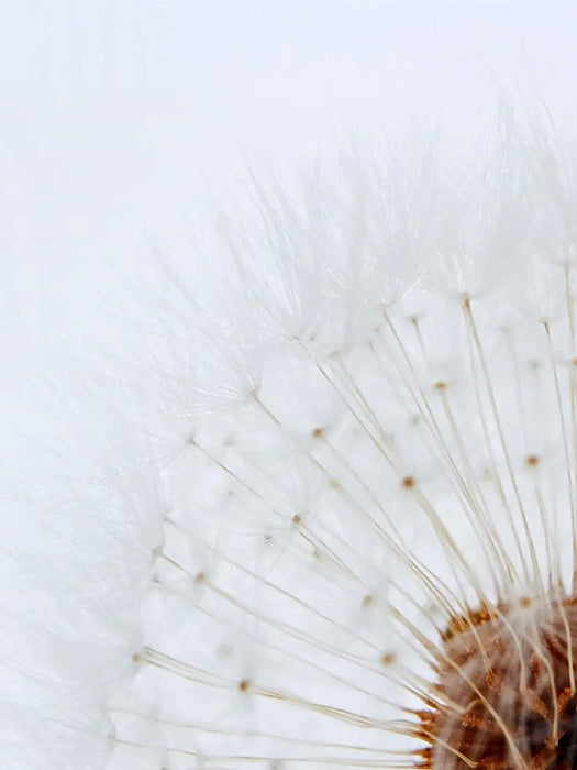 Macro close-up of a dandelion seed head with fine white seed puffs and a brown center against a soft white background.