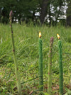Three green asparagus stalks standing upright in a grassy outdoor setting, with small flames burning from the tips, against a blurred background of trees and grass.