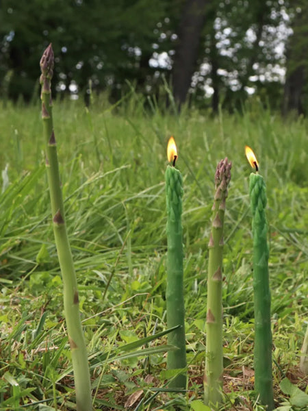 Three green asparagus stalks standing upright in a grassy outdoor setting, with small flames burning from the tips, against a blurred background of trees and grass.