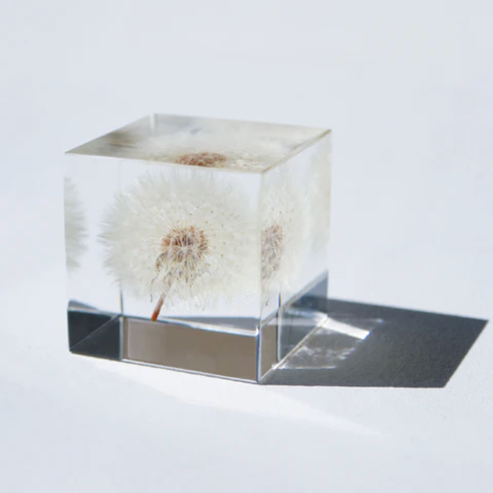 Botanical: Dandelion Cube