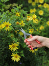 A hand holding pruning shears with orange handles and silver blades, cutting yellow flowers from a green garden bush.