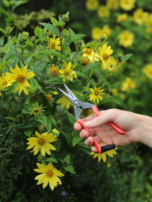 A hand holding pruning shears with orange handles and silver blades, cutting yellow flowers from a green garden bush.