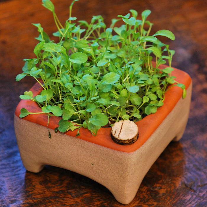 Garden: Microgreens Growing Kit