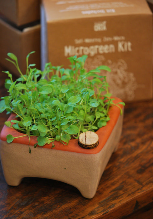 Garden: Microgreens Growing Kit