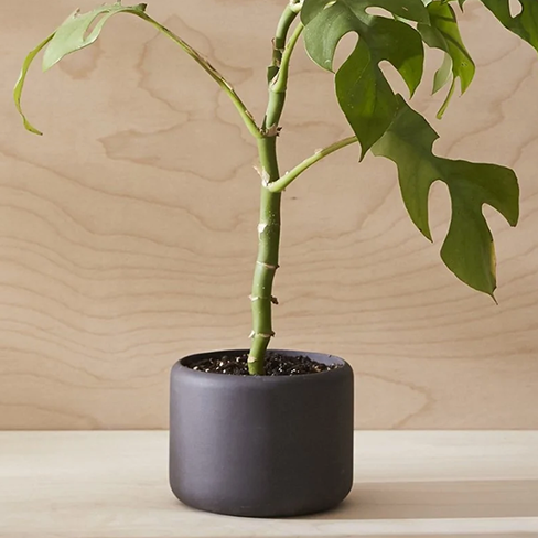 Home: Small Botany Plant Pot Graphite Black